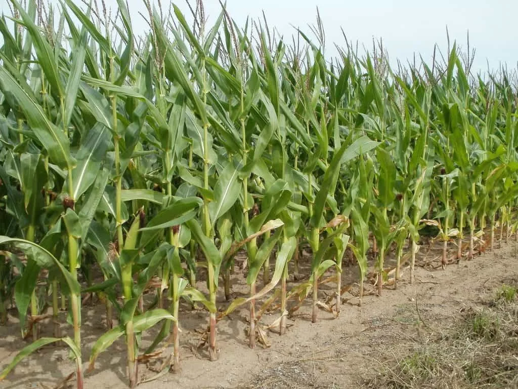 fields-837672_1920-1024x768.jpg