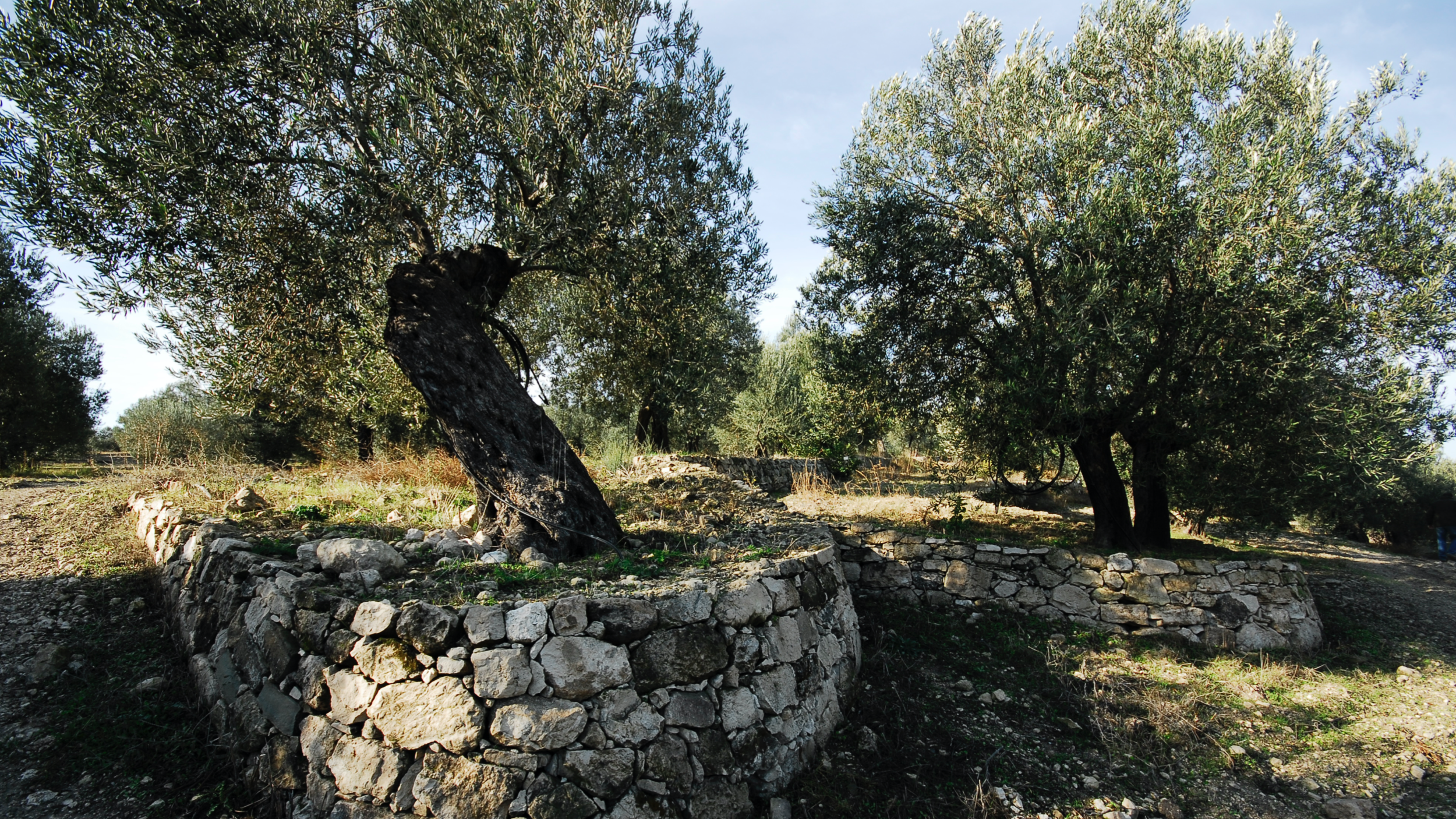 Olive Trees.png