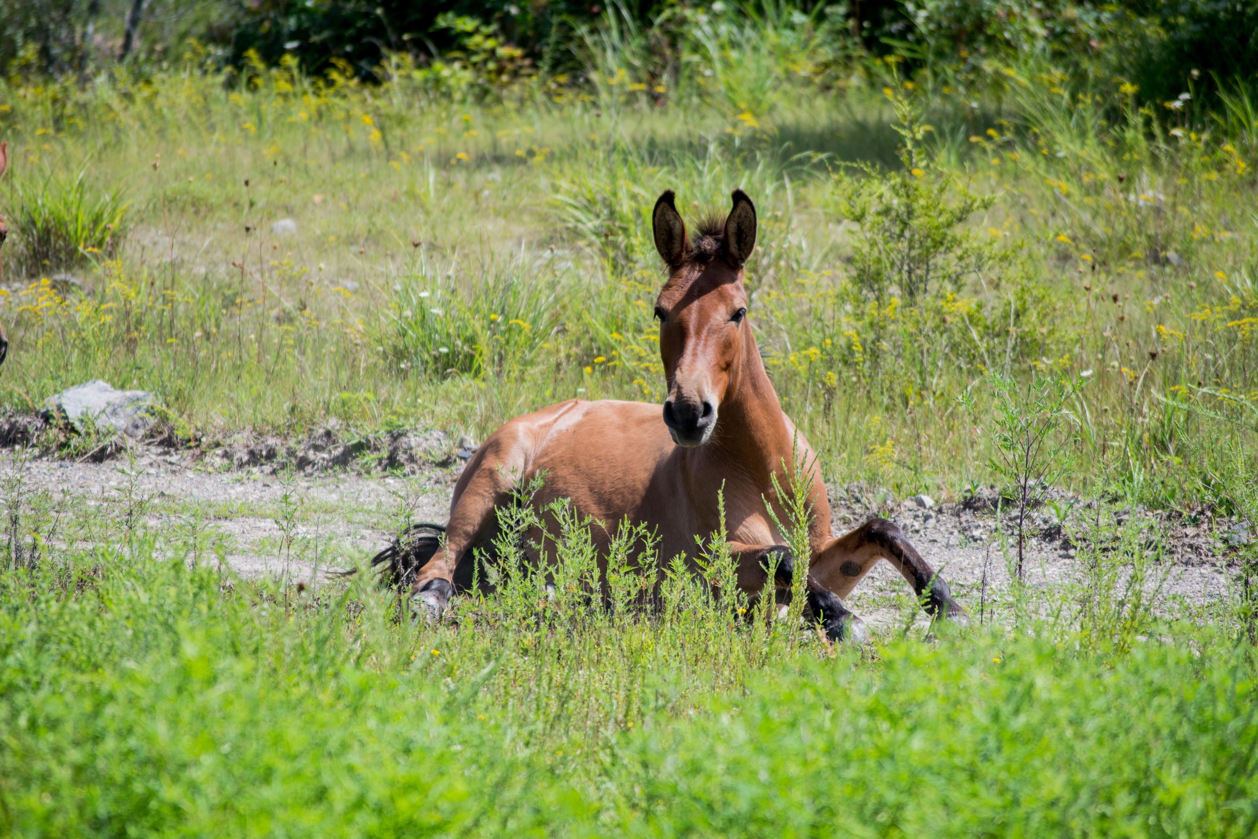  Kentucky's Free-Roaming Horses: The True Unbridled Spirit    