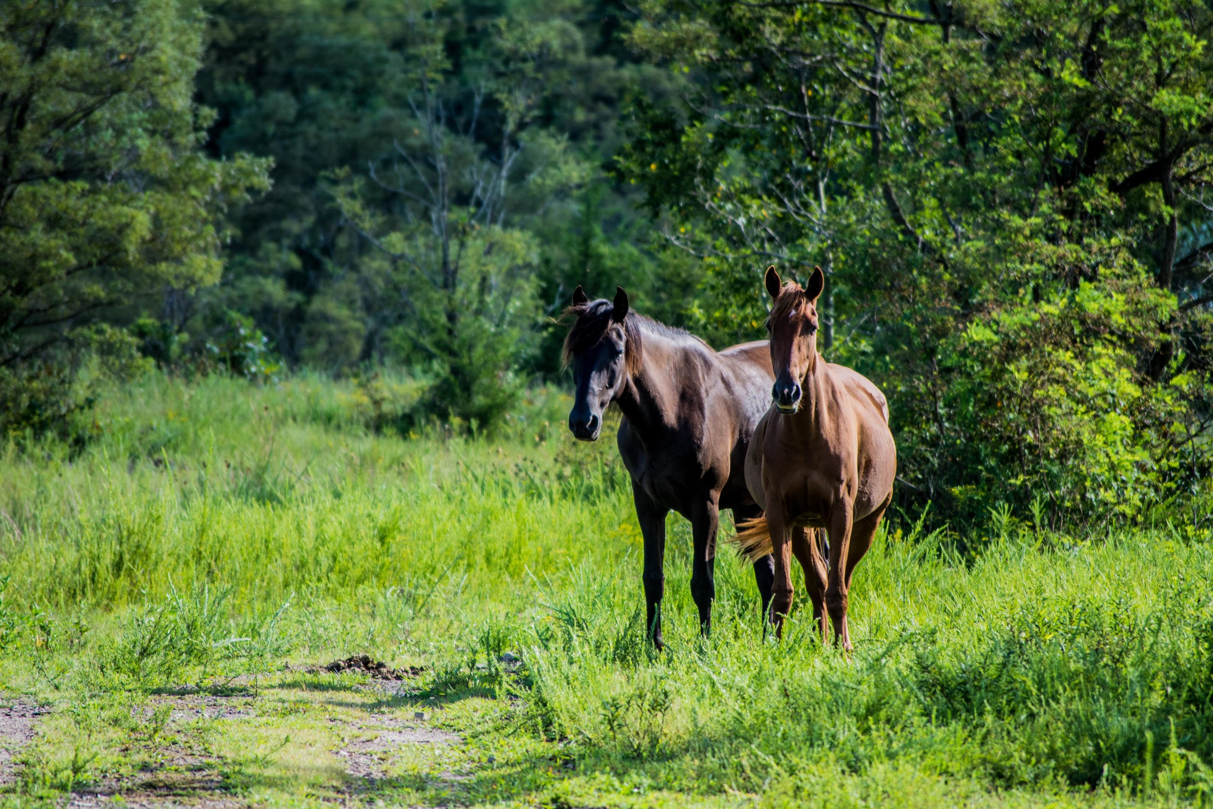  Kentucky's Free-Roaming Horses:  The True  Unbridled Spirit 