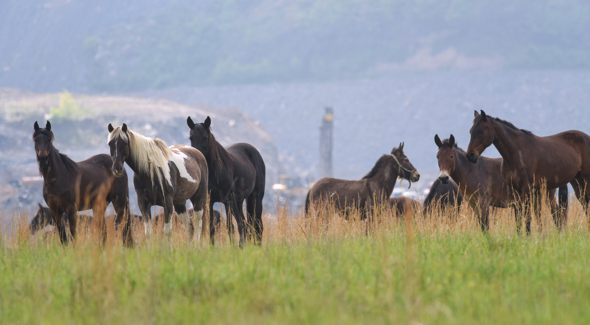  Kentucky's Free-Roaming Horses:  The True  Unbridled Spirit 