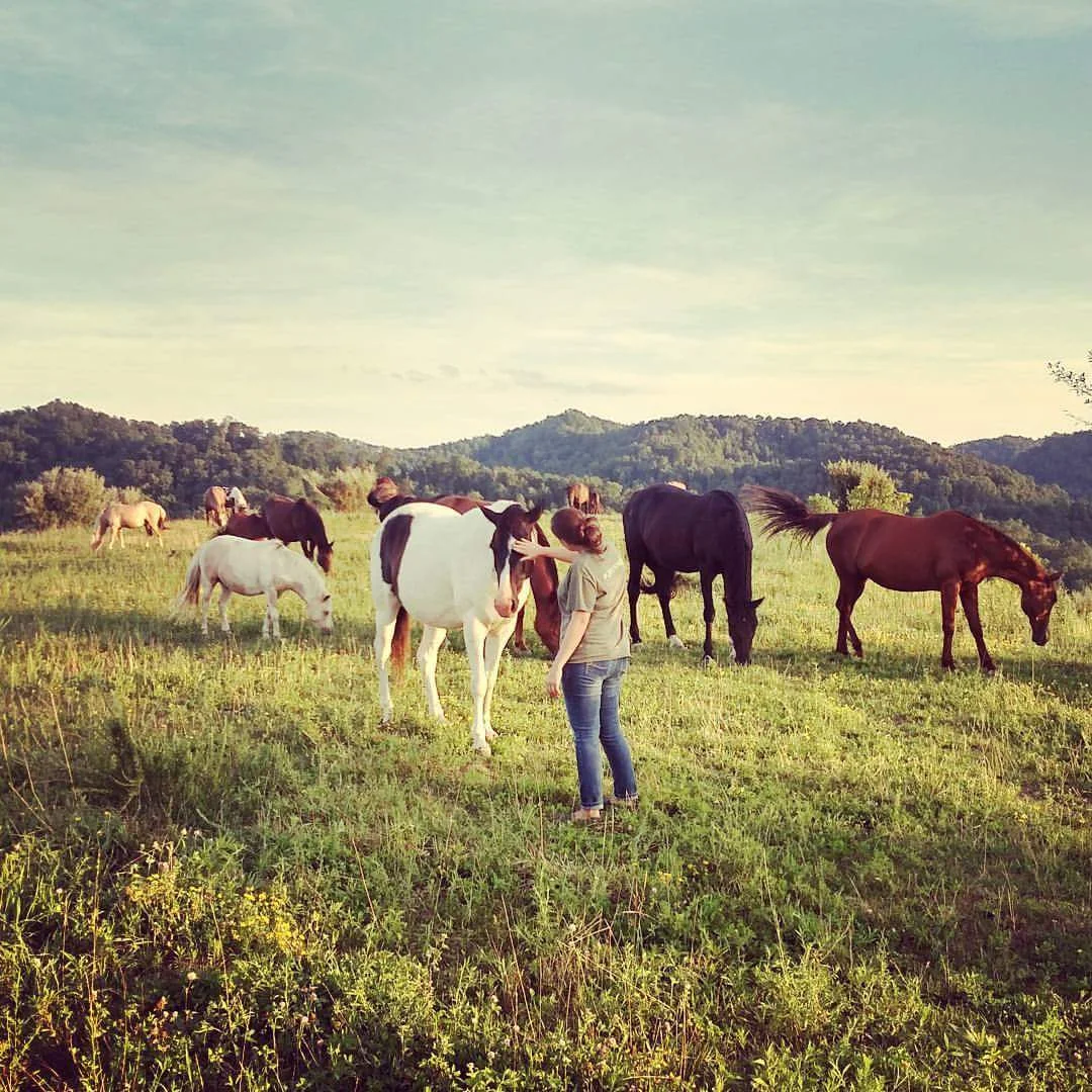 Kentucky's Free-Roaming Horses: The True Unbridled Spirit