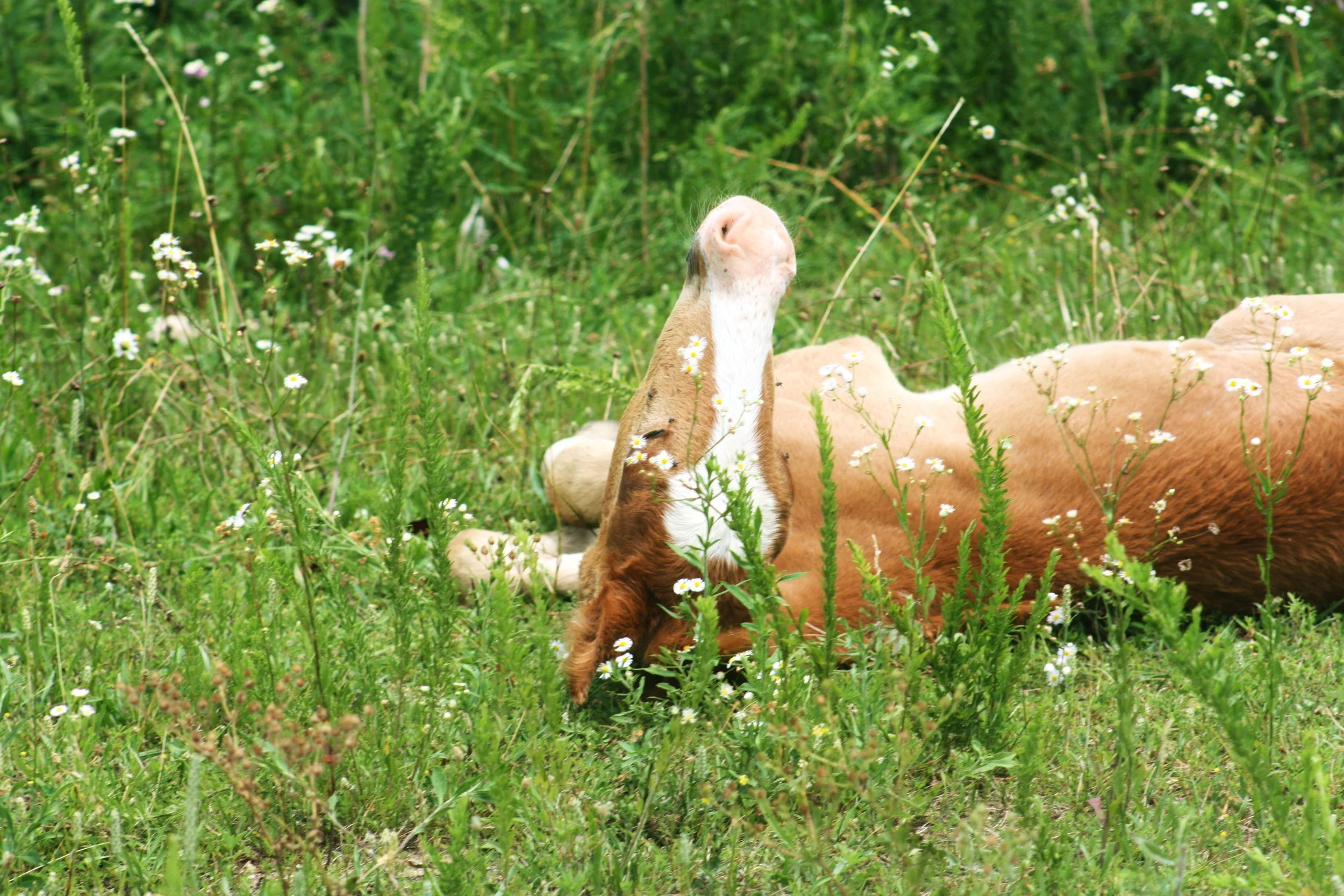 R Johnson  Nature.JPG