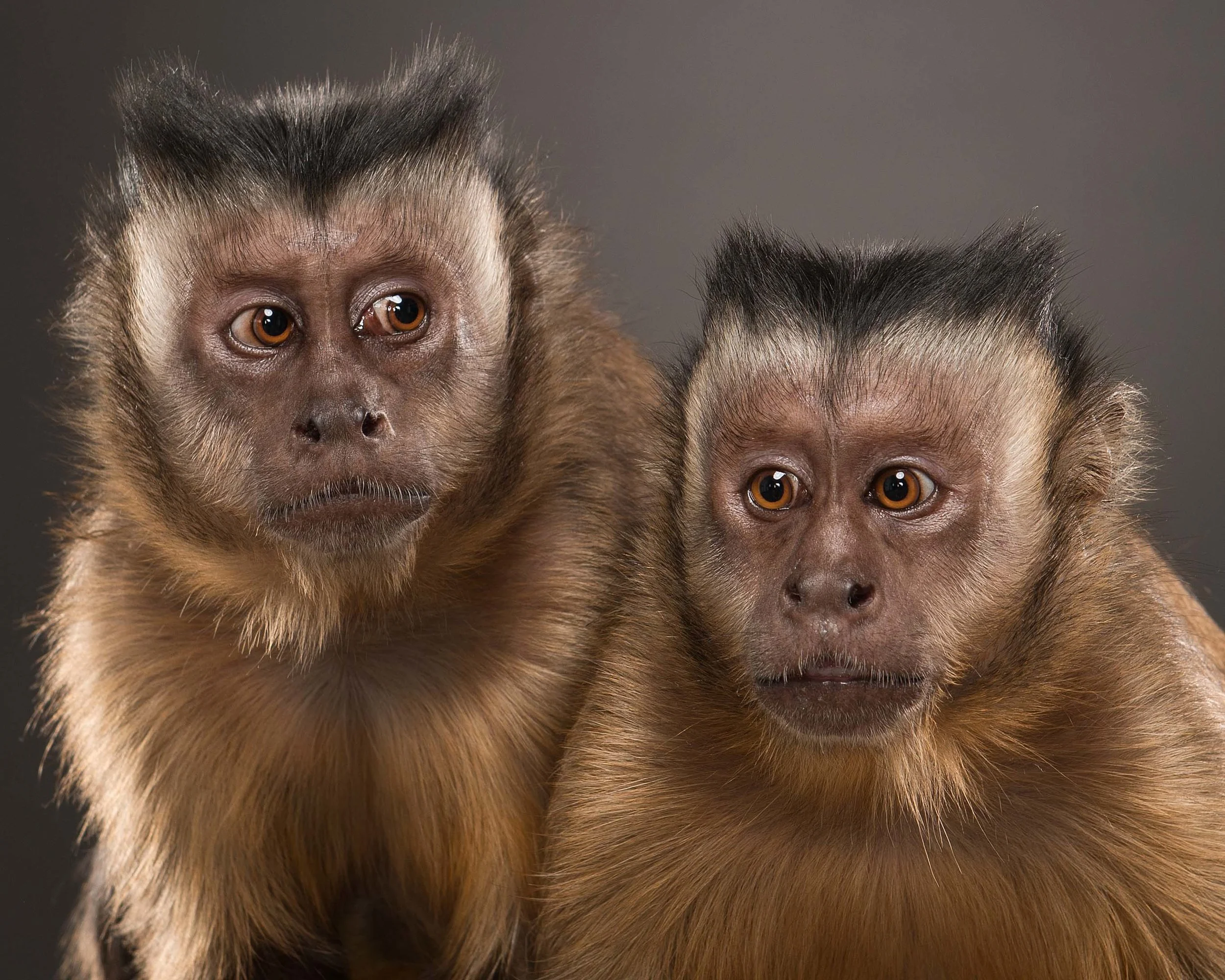 Monkey III