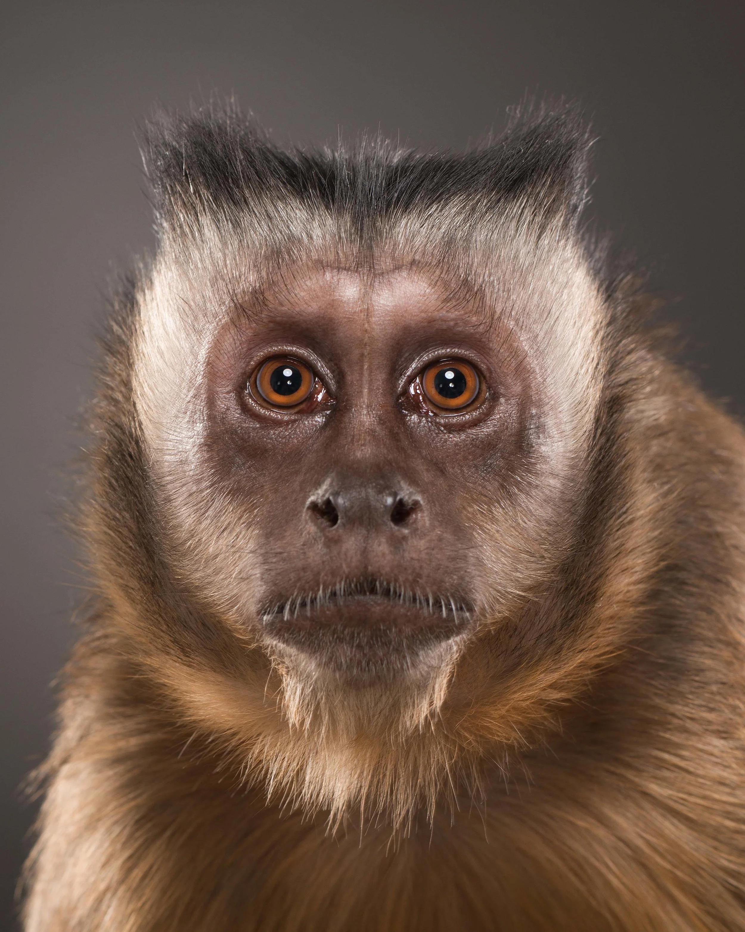 Monkey IV