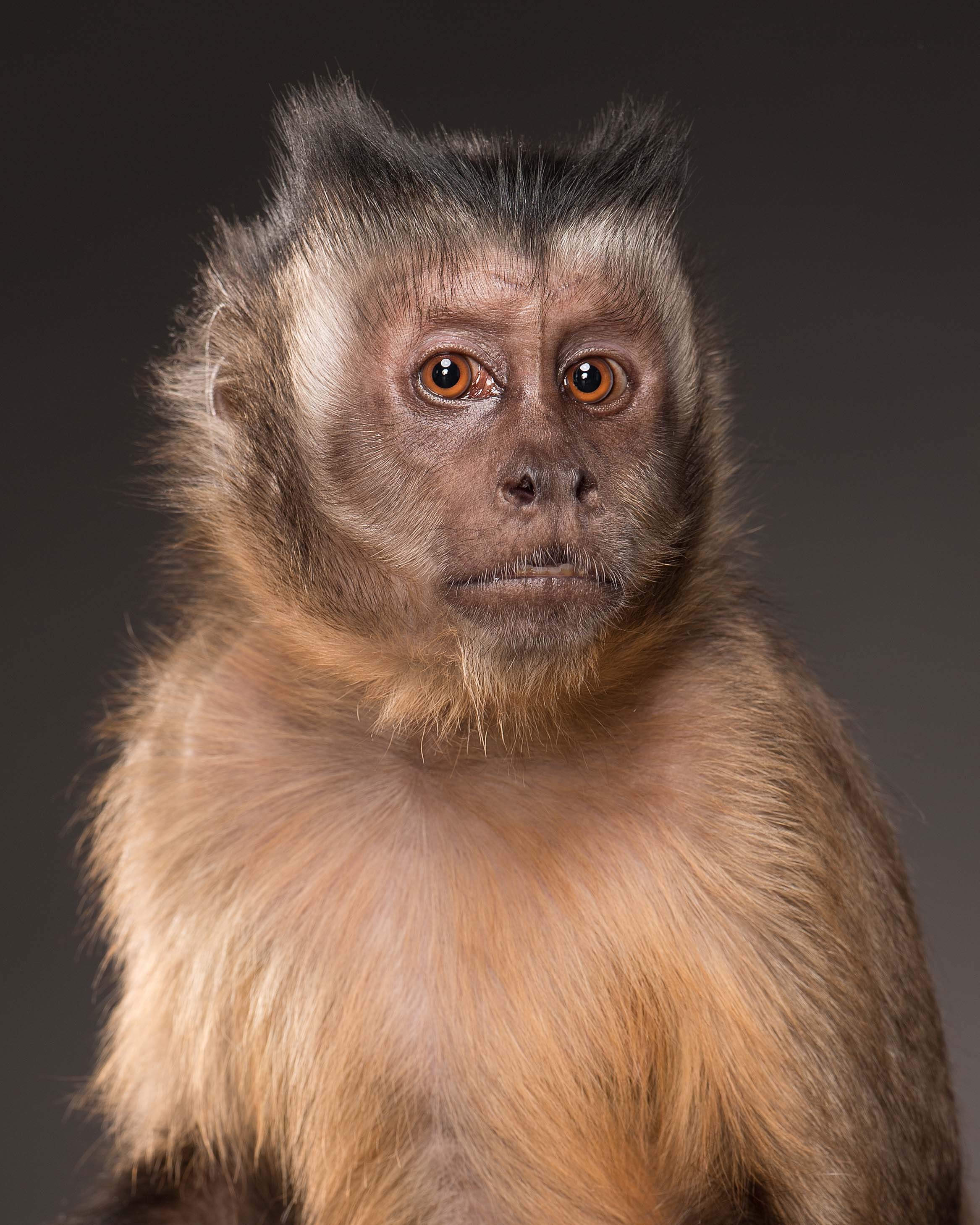 Monkey II