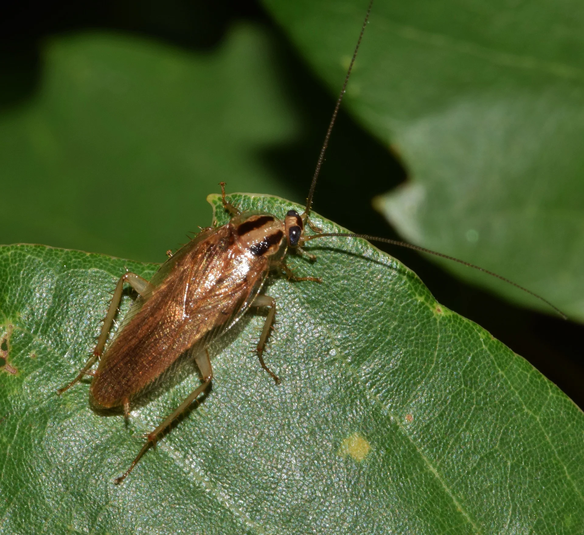 ROACHES