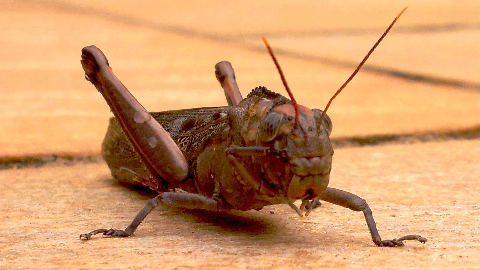 Crickets