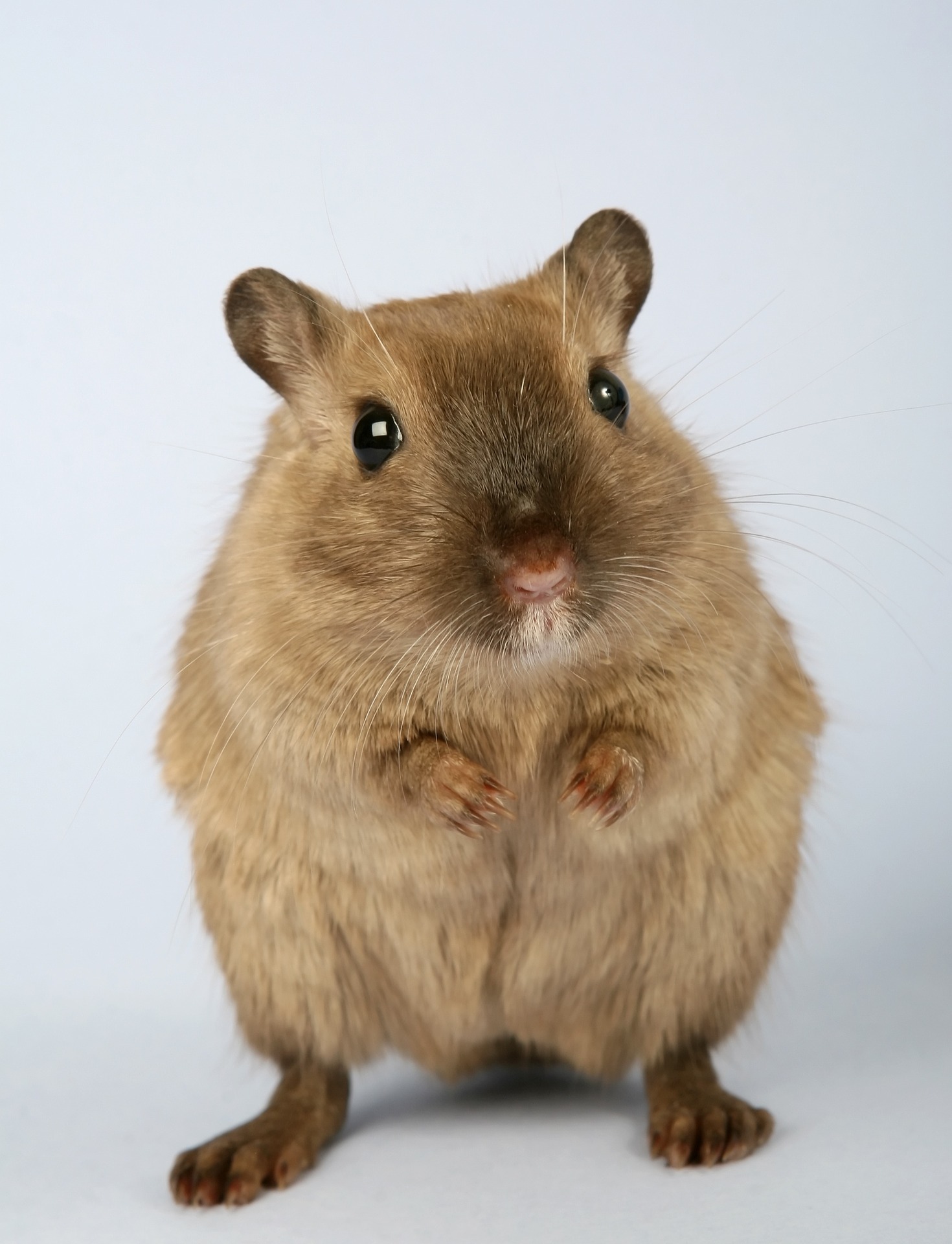 Mice / Rodant