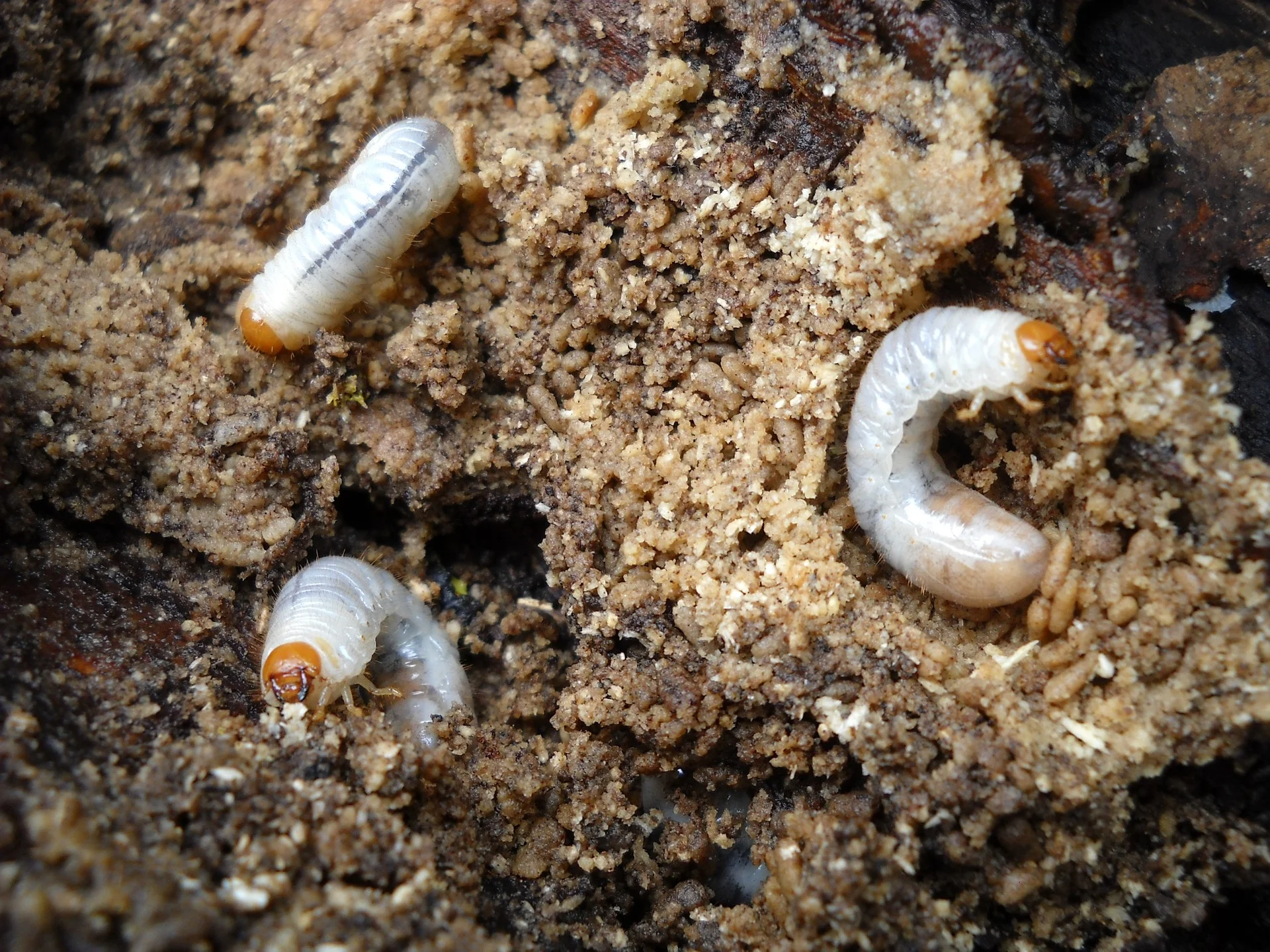 Grubs