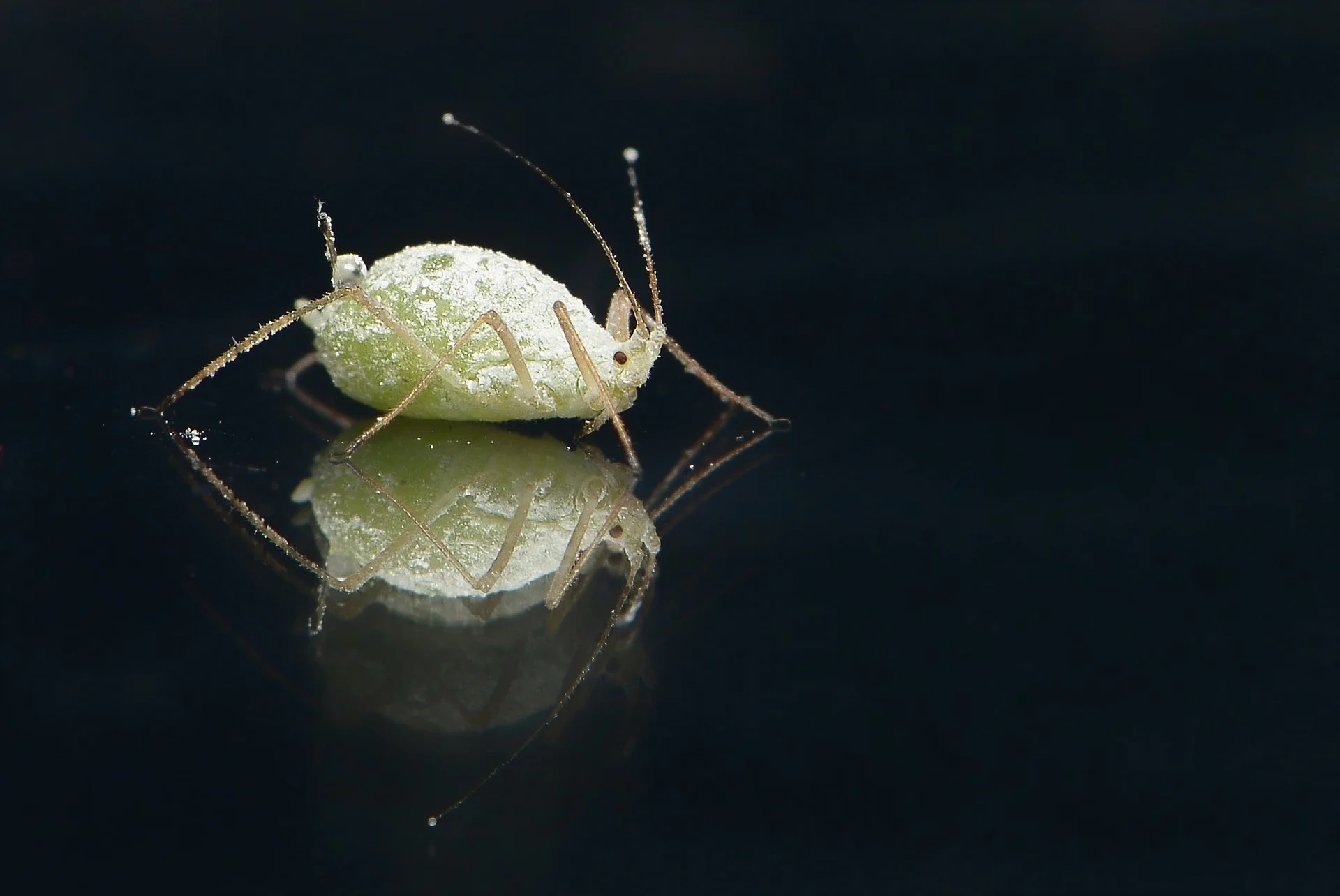Lice