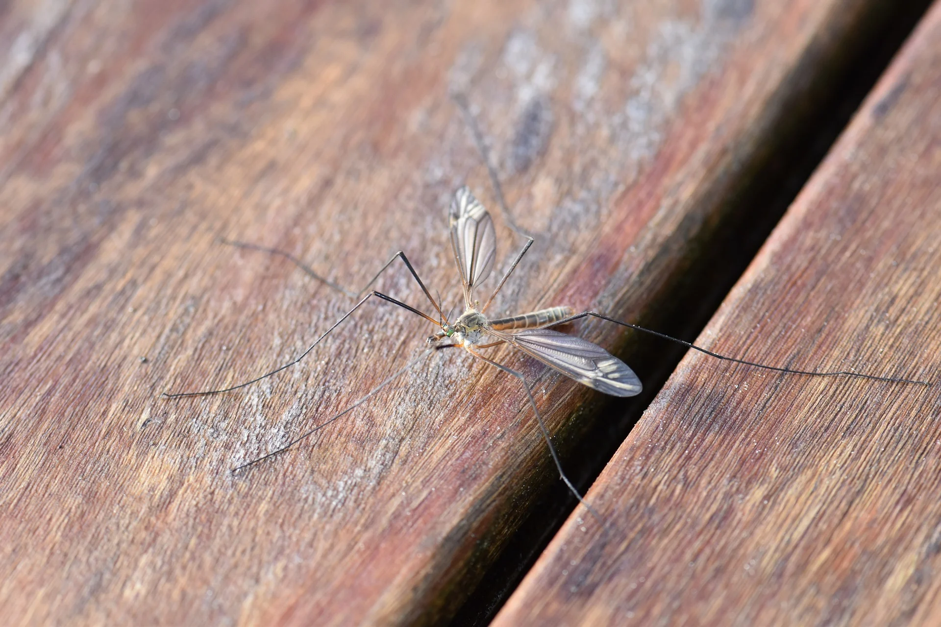 Mosquitoes