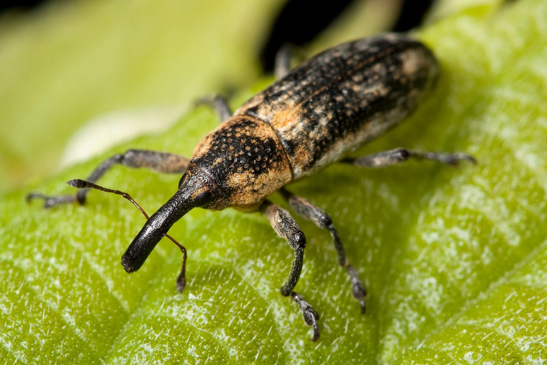 Weevils