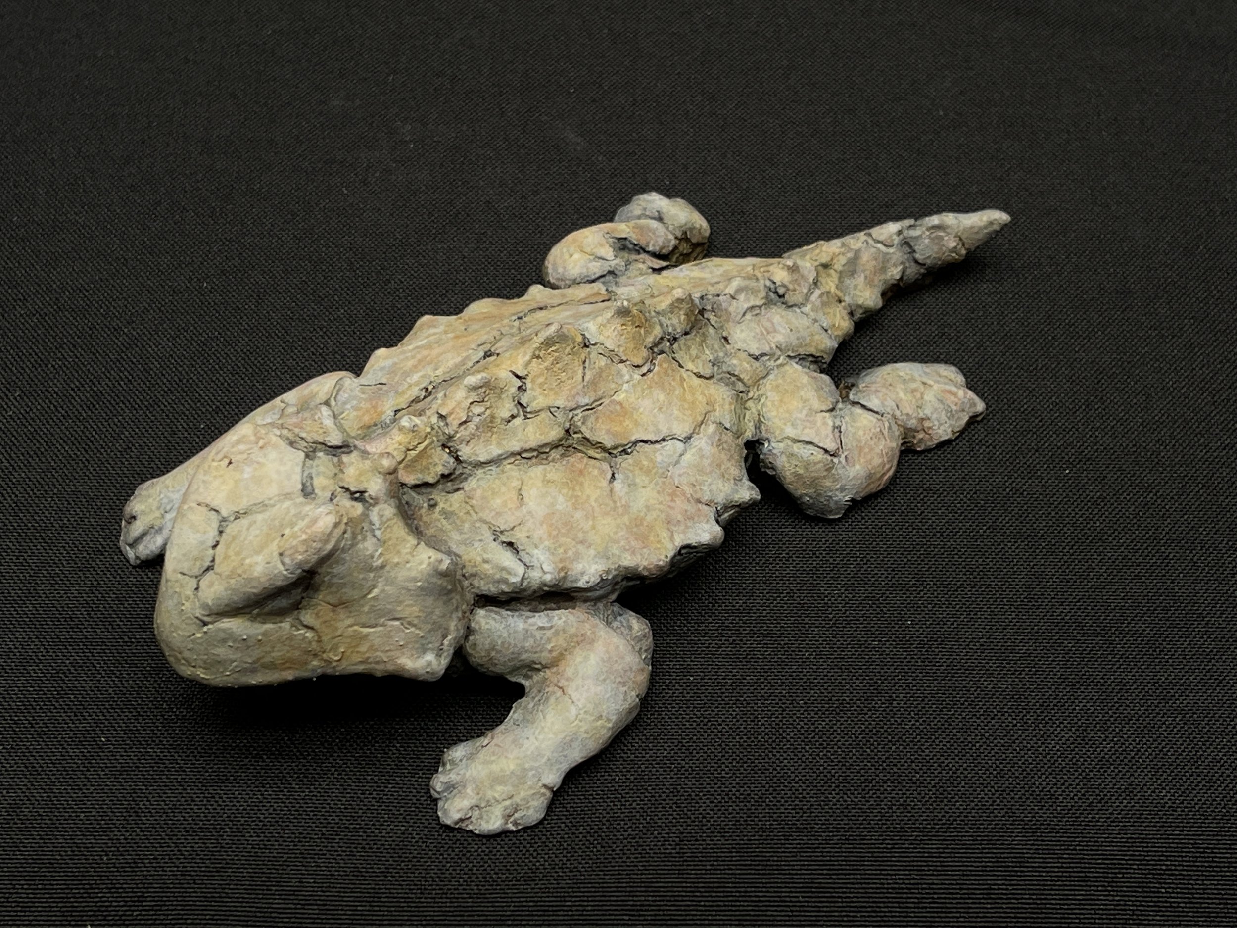 Hornytoad (maquette)