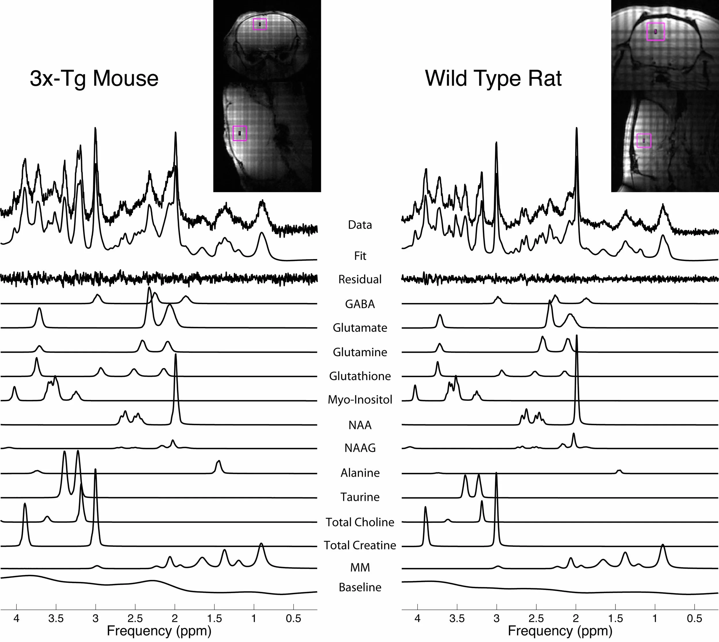 Quantification of mouse (left) and rat (right) brain MR spectroscopy data.