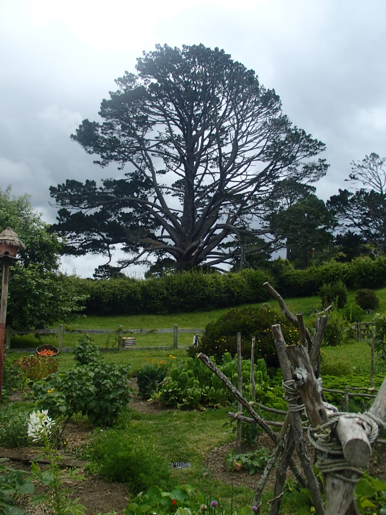 P1010281-768x1024.jpg