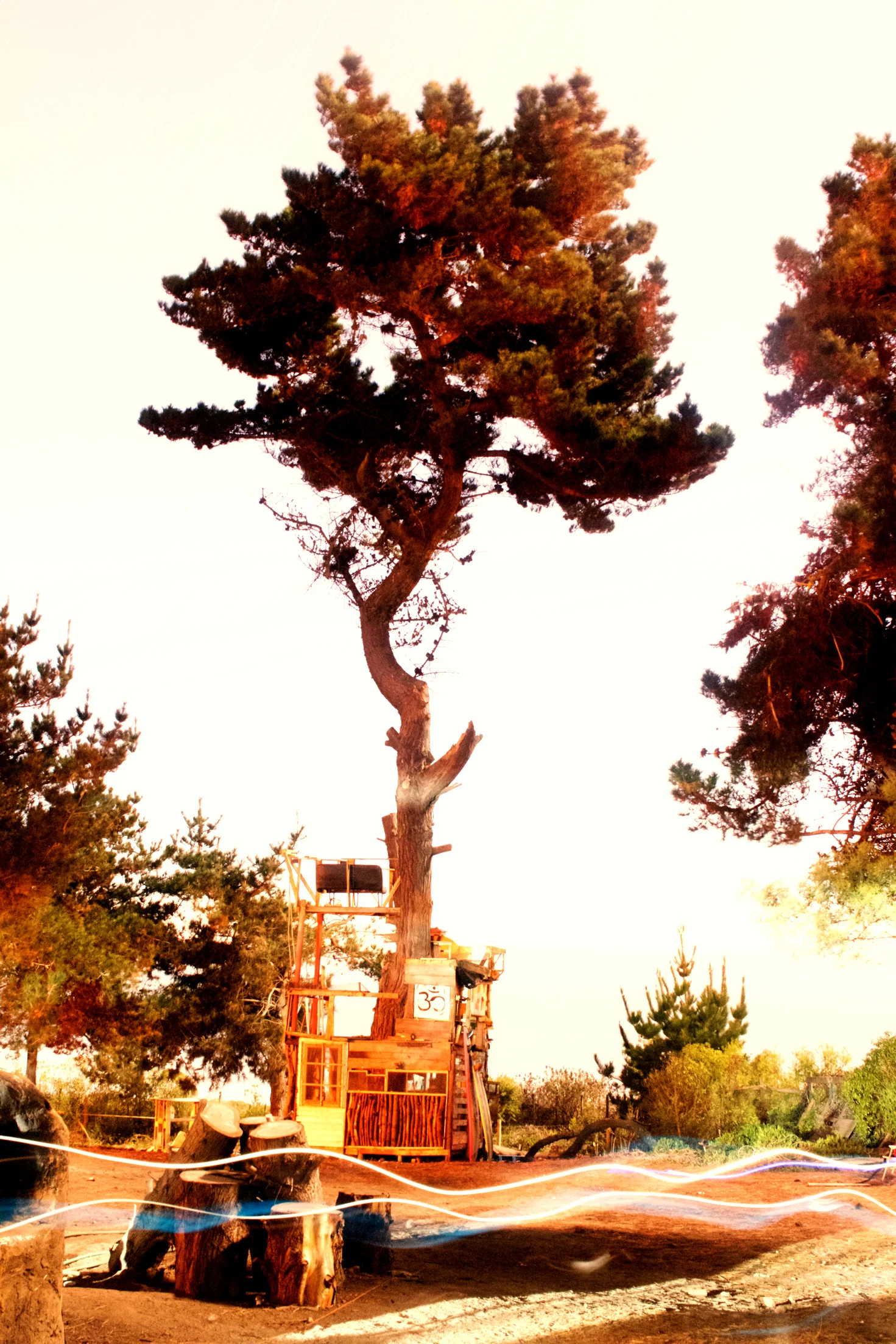 tree-house-santo-domingo.jpg