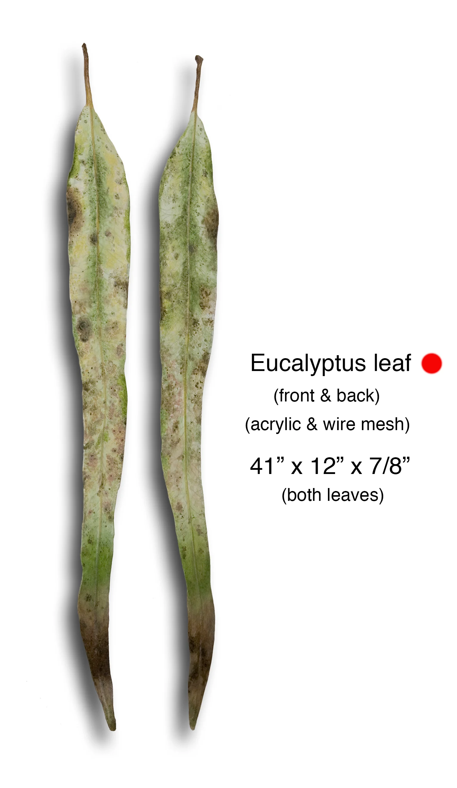 eucalyptis leaves.jpg