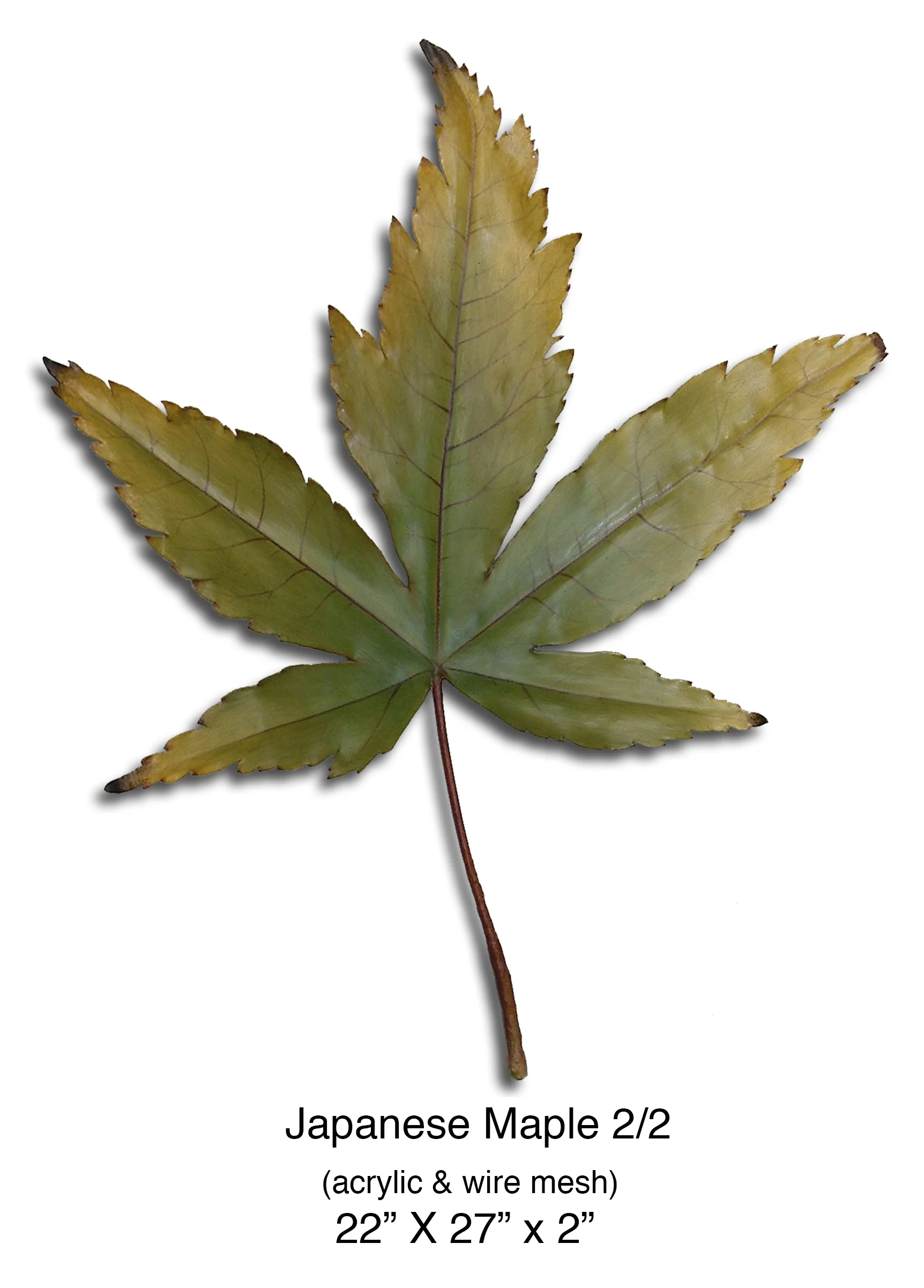 Japanese Maple 2.jpg