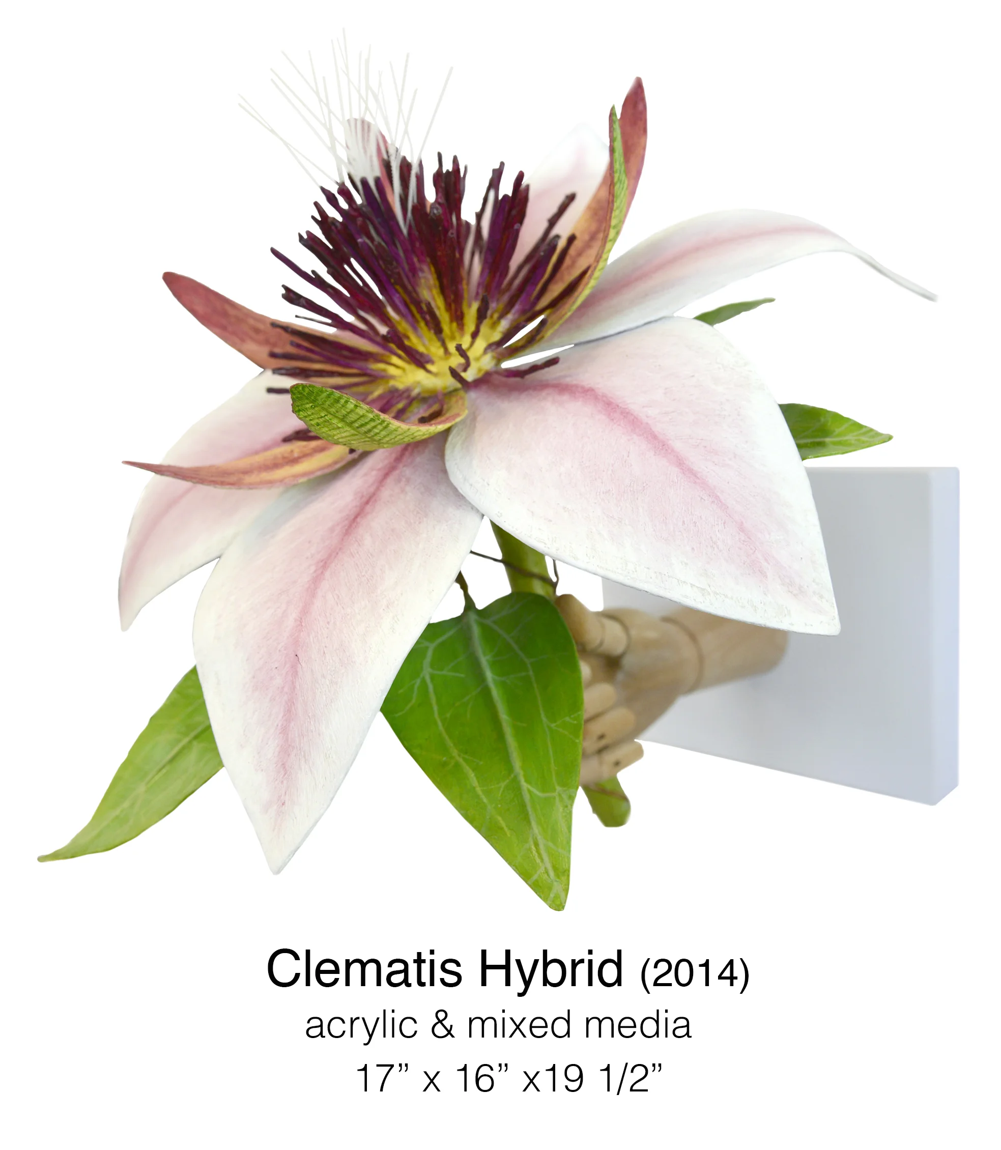 Clematis Hybrid.jpg