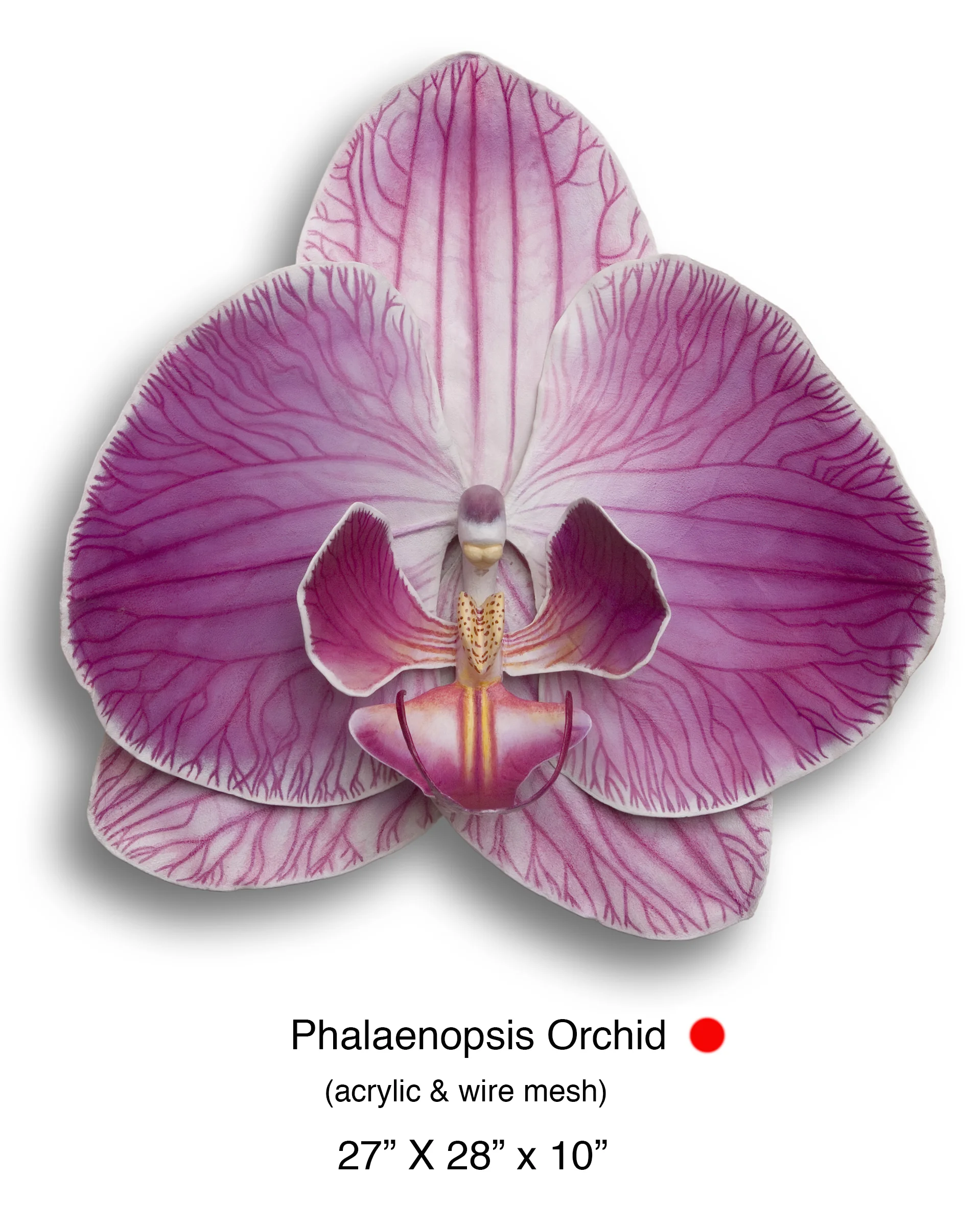 Phaleanopsis orchid.jpg