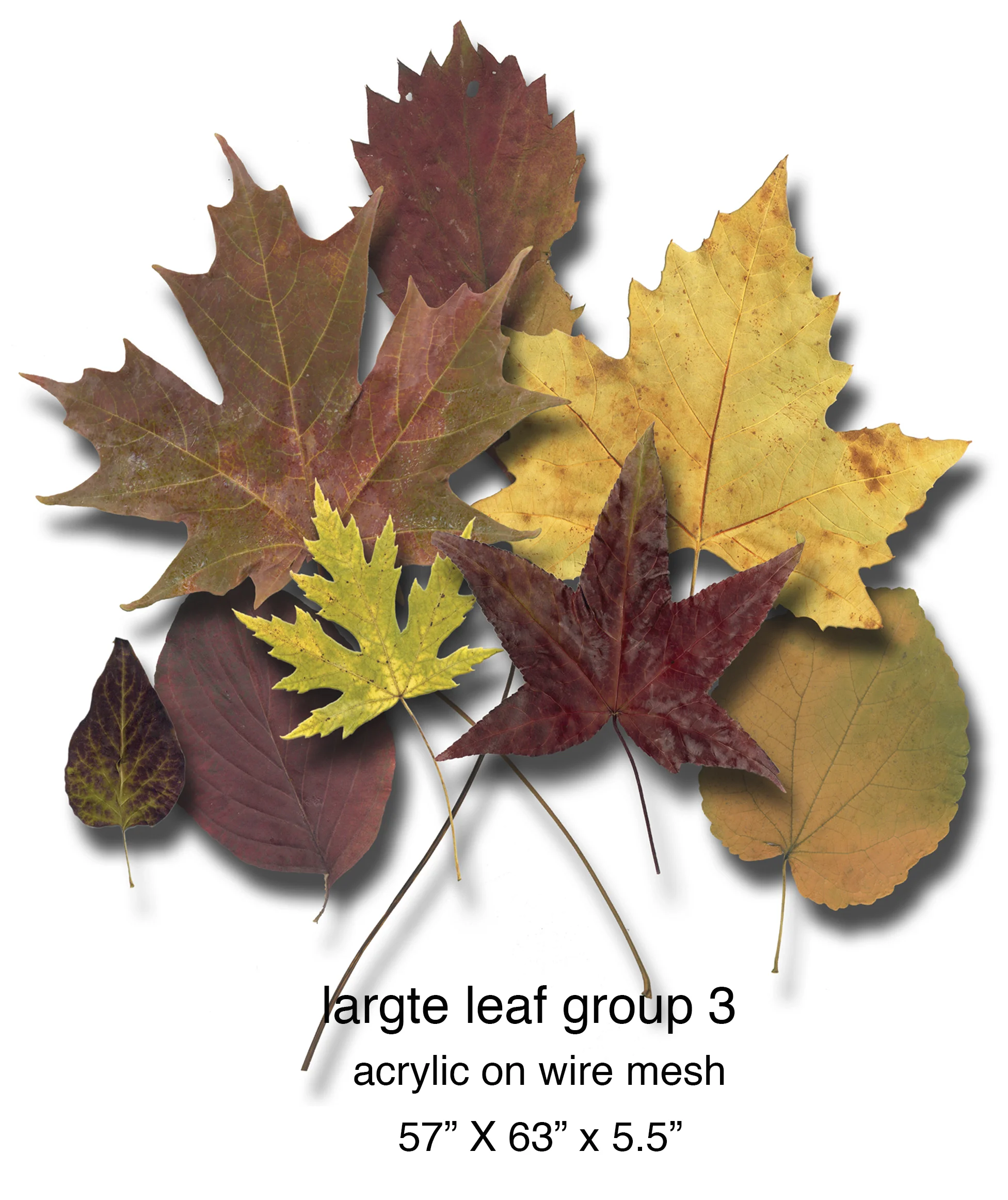 large leaf group 3.jpg