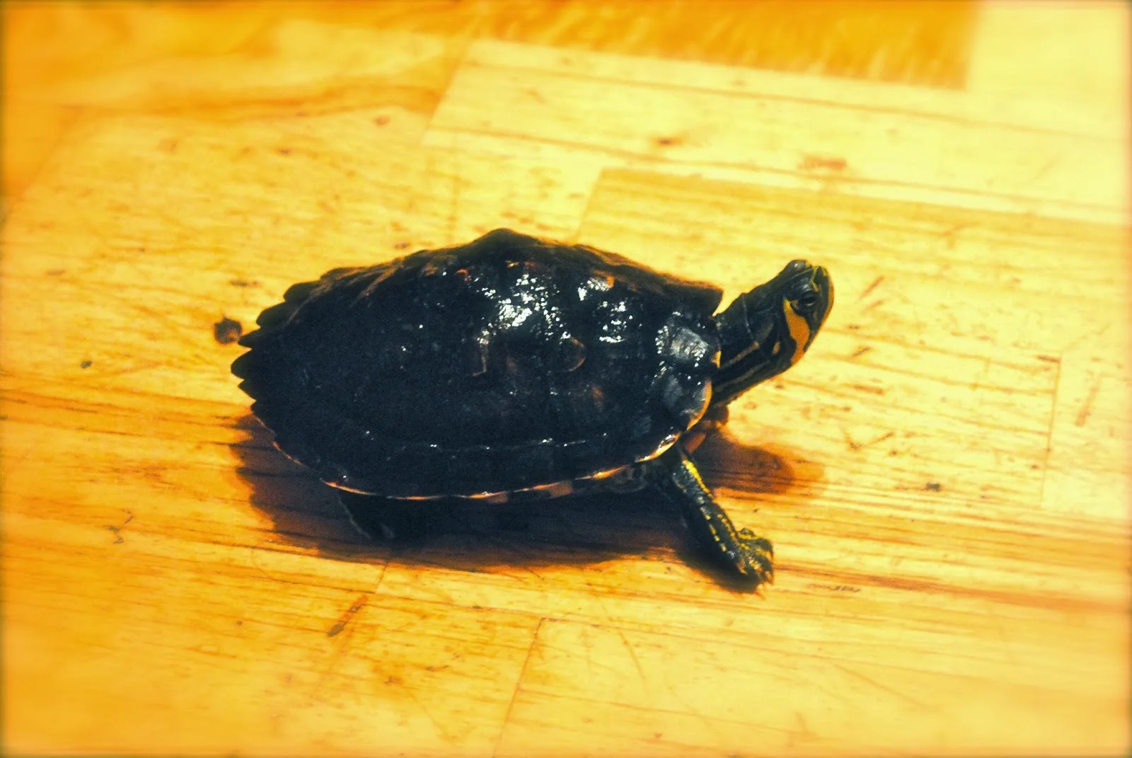 Solstice the turtle, on tour
