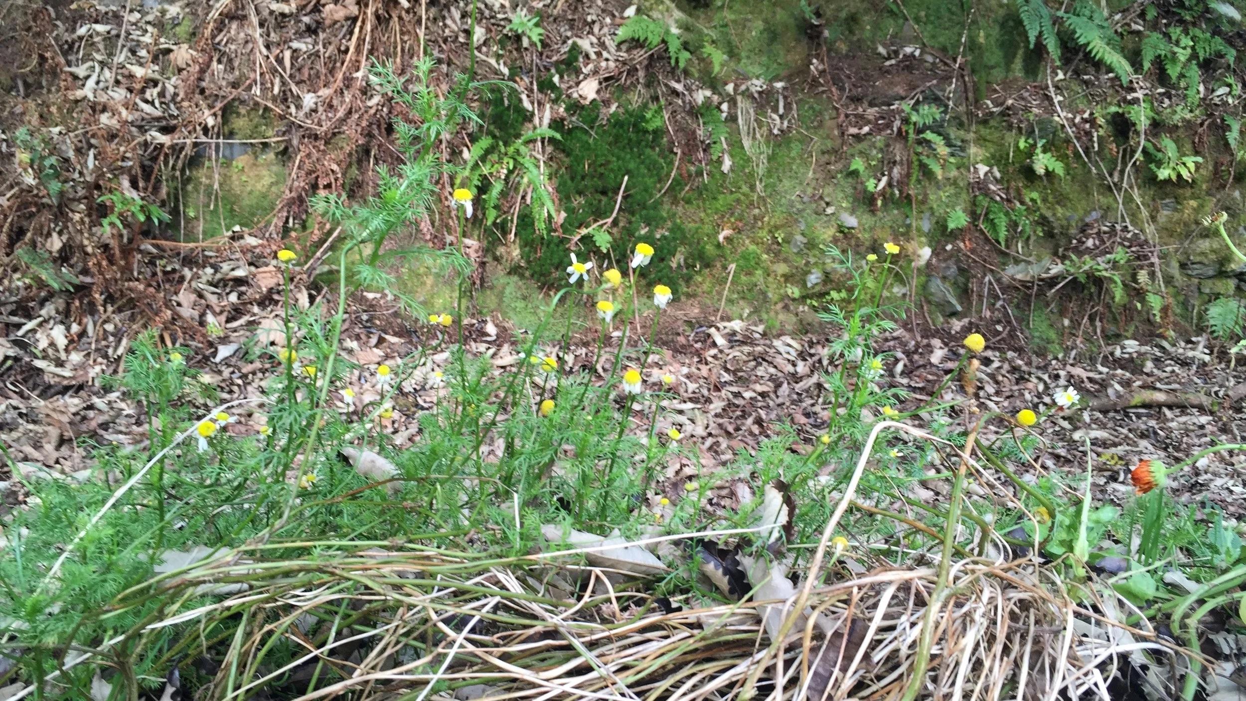 april-danann-sustainability.jpg