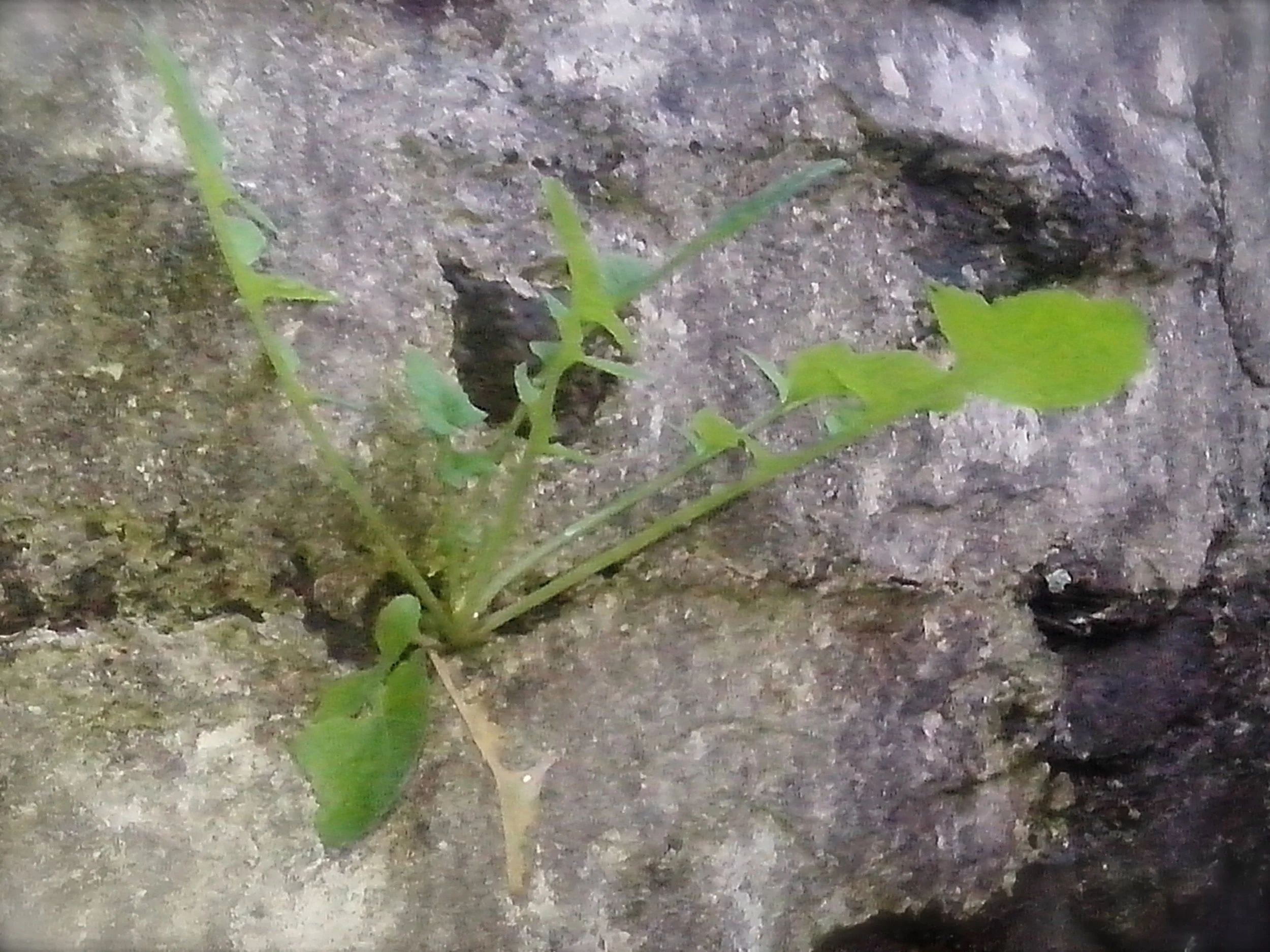 New dandelion plant emerging from a crevice in rock