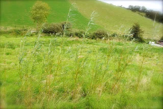 april-danann-willow.jpg