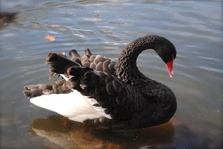 april-danann-black-swan.jpg