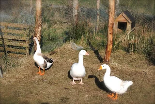 april-danann-geese-and-gander.jpg