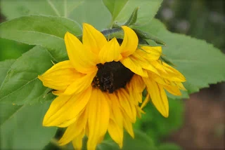 april-danann-sunflower.jpg