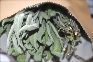 april-danann-dried-sage.jpg
