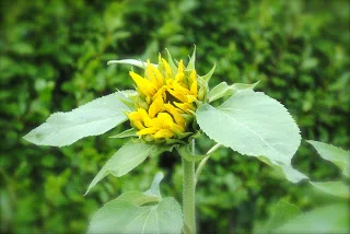 April-danann-Sunflower.jpg