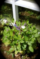 april-danann-Borage .jpg