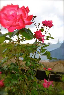 april-danann-Roses-in-the-garden.jpg
