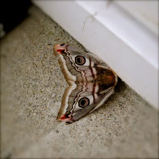 Moth.jpg