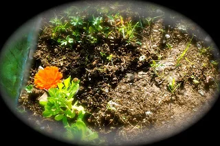 april-danann-Marigold .jpg