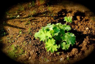 Lady's Mantle in my garden - I love how the early morning dew collects on this plant