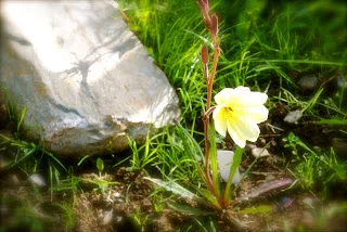 Evening Primrose in my garden yesterday