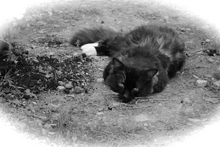 This is my cat - after rolling in catnip in the herb garden...bliss!