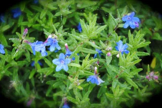 april-danann-Blue-Flowers .jpg