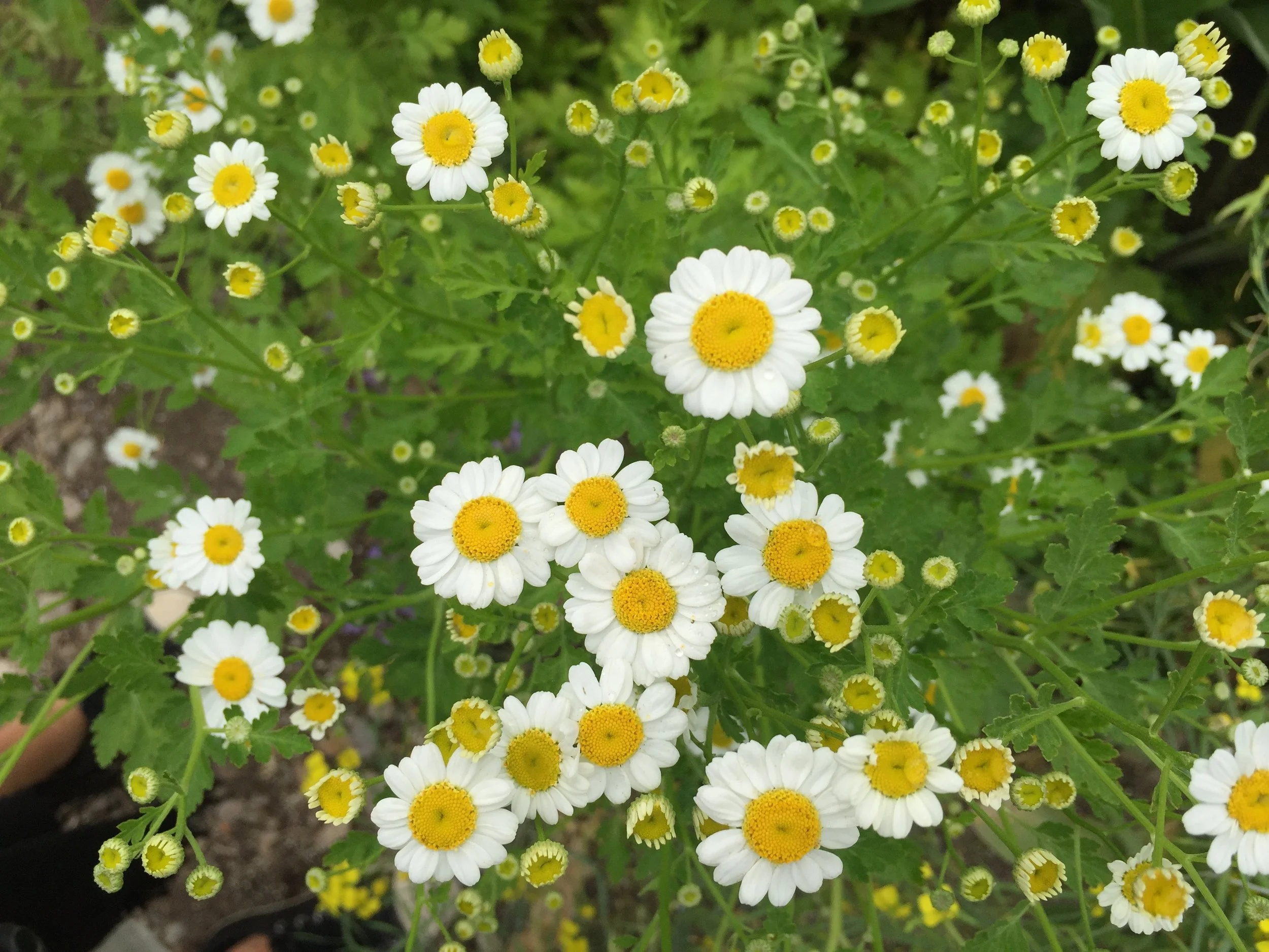april-danann-feverfew.jpg