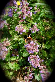 april-danann-Butterfly-garden-sage.jpg
