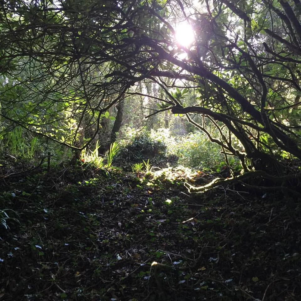 april-danann-sunshine-through-trees.jpg