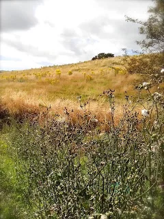 april-danann-Irish-field .jpg
