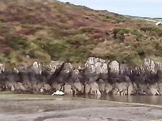 april-danann-Swans.jpg