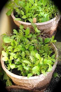 april-danann-Salad-leaves .jpg