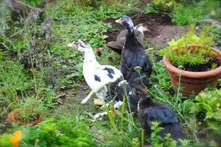 april-danann-Baby-ducks-in-the-herb-garden.jpg